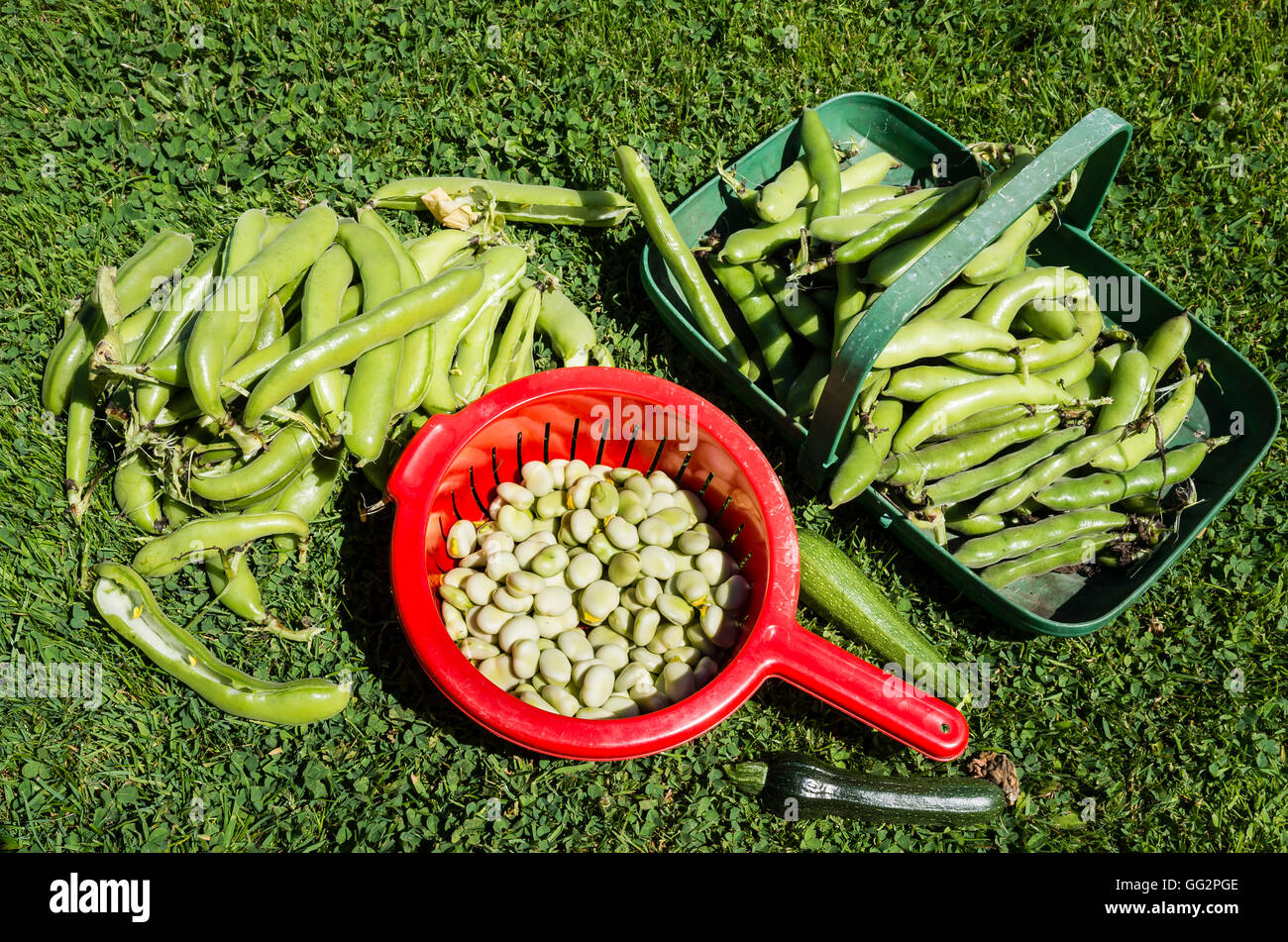 Freshly picked and podded broad beans ready for cooking and freezing Stock Photo