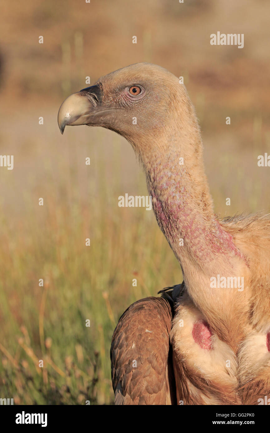 Portrait of an Eurasian Griffon Vulture Stock Photo - Alamy