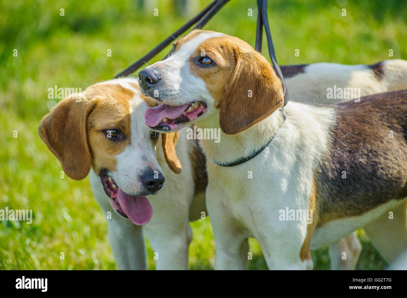 The Peterborough Festival of Hunting Beagles Stock Photo Alamy