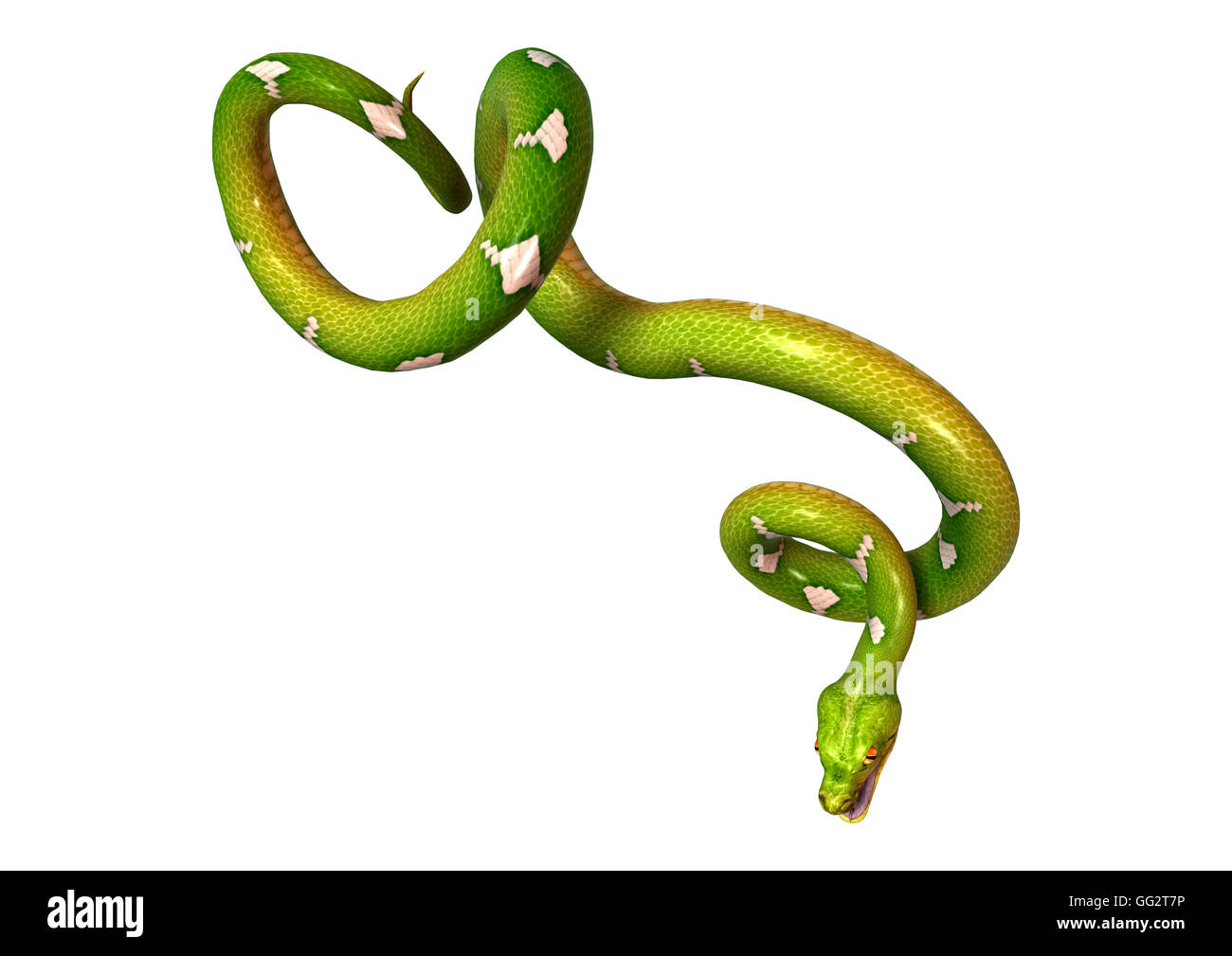 3D rendering of a Morelia viridis, or green tree python, or ...