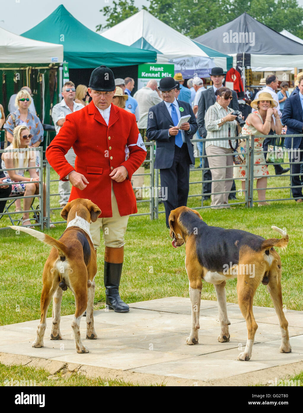 The Peterborough Festival of Hunting Foxhounds in show ring with