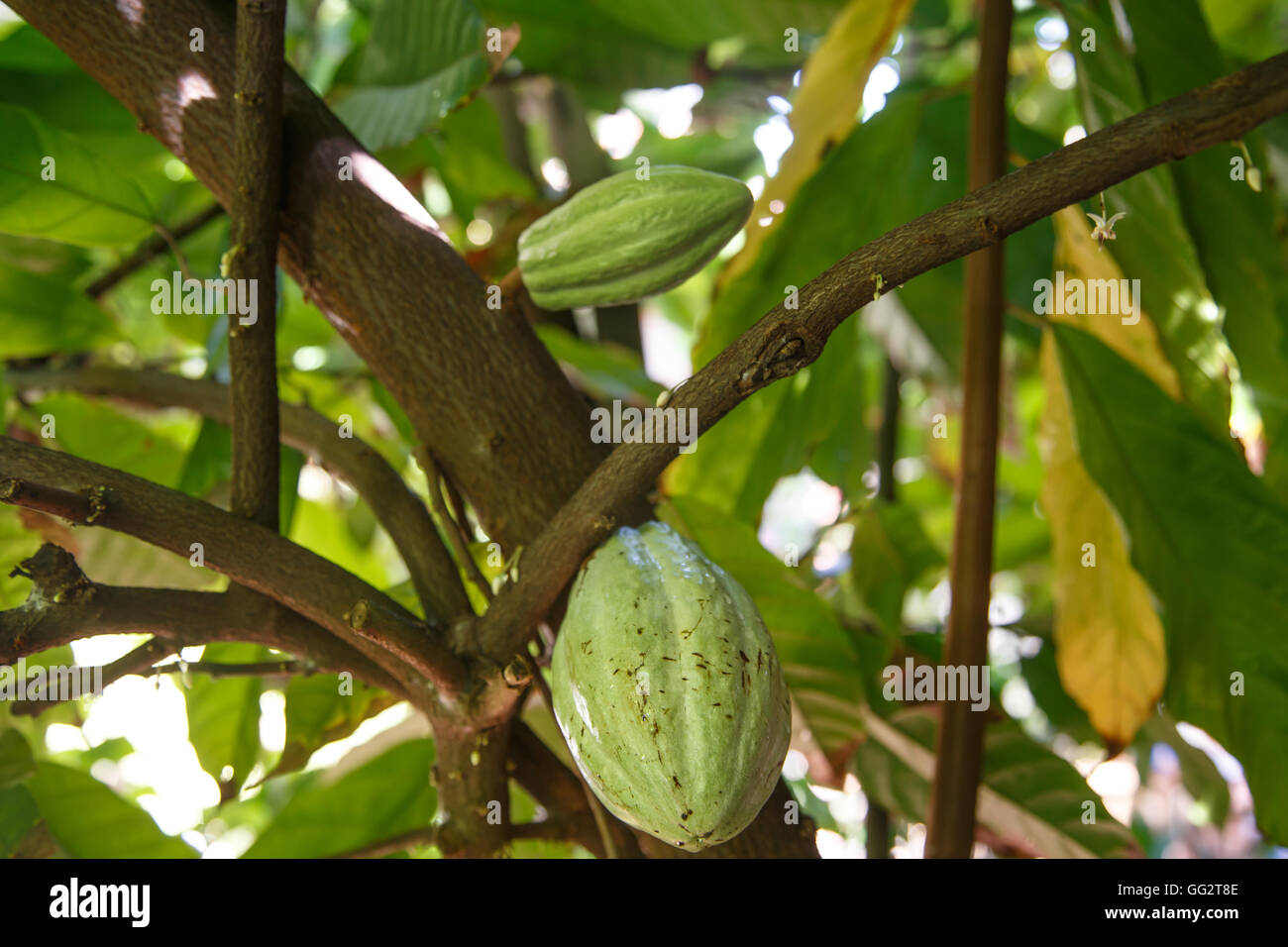 Fruit from cocoa tree hires stock photography and images Alamy