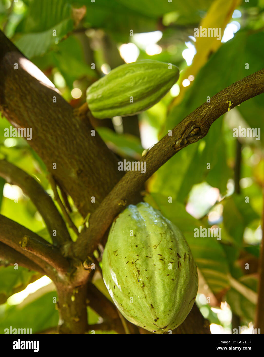 detail of a green cocoa fruit on plant from nicaragua Stock Photo Alamy