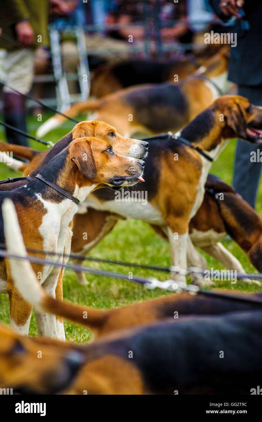 The Peterborough Festival of Hunting Foxhounds Stock Photo Alamy