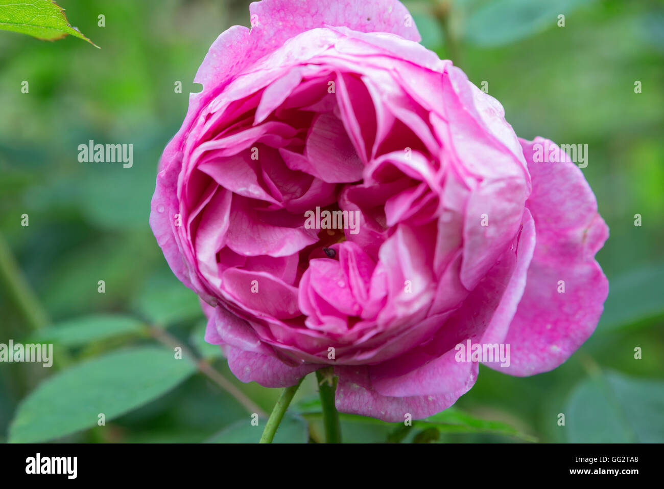 Floral isolation in nature hi-res stock photography and images - Alamy