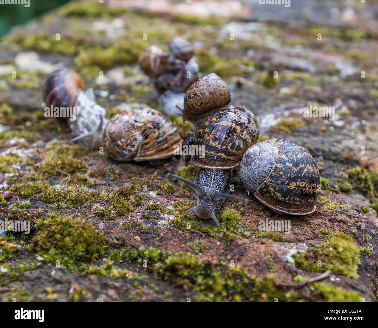 An escargatoire of snails on a moss covered wall after the rain. Stock Photo