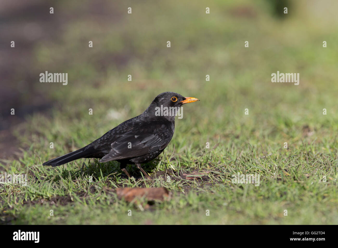 Blackbird; Turdus merula Single Male on Ground Cornwall; UK Stock Photo