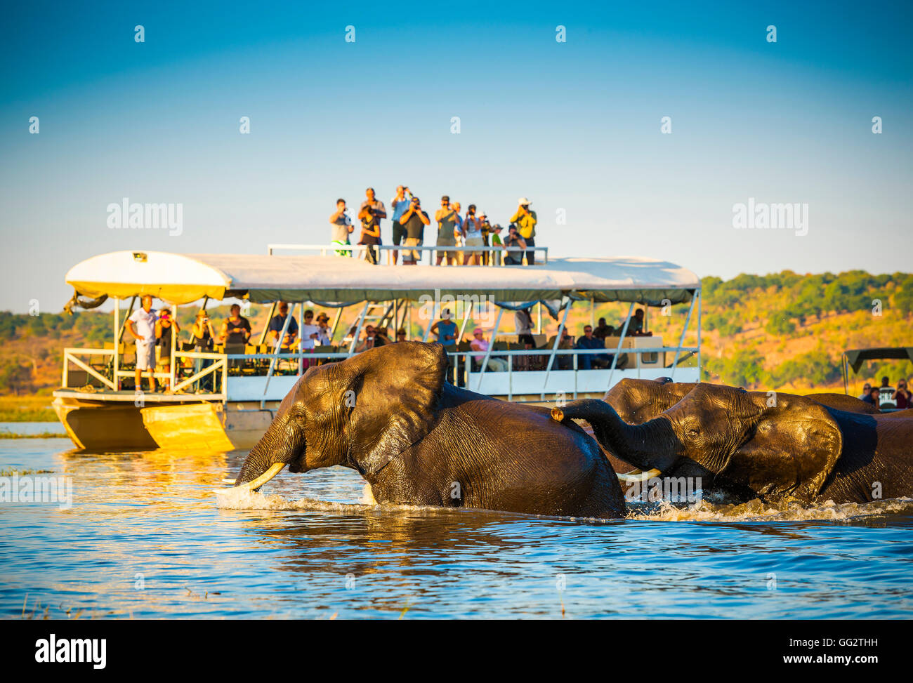 African Elephants swimming across the Chobe River, Botswana with tourists on safari watching on Stock Photo