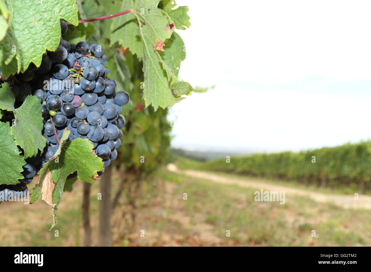 Harvesting grapes south africa hires stock photography and images Alamy