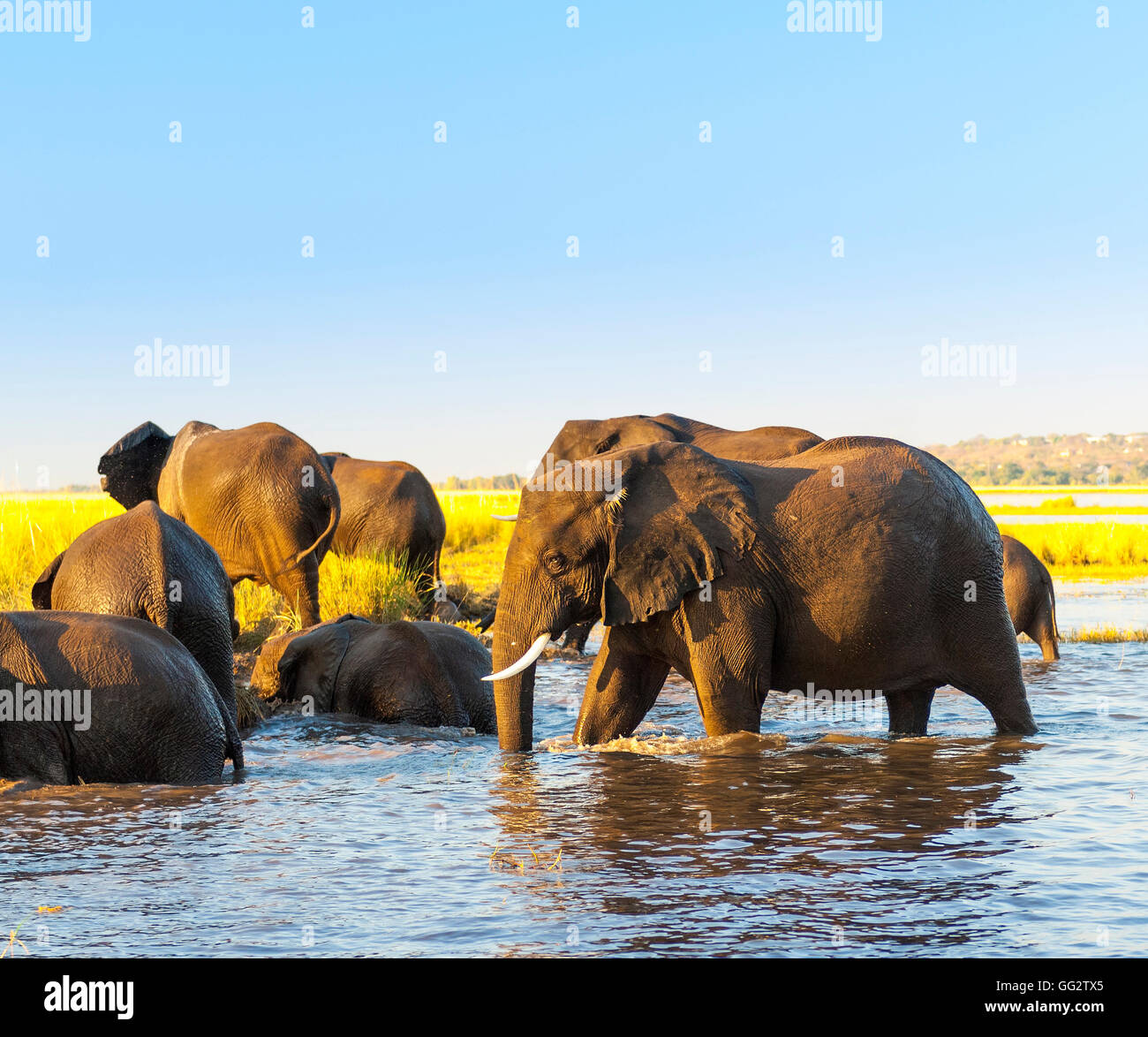 Elephant herd in Africa at the Chobe River, Botswana Stock Photo