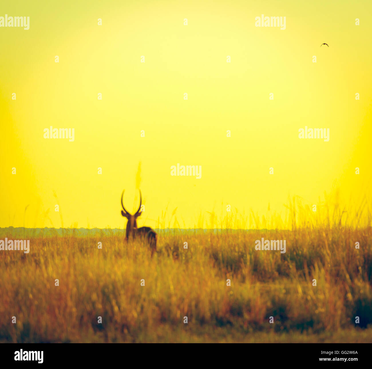 Long horns impala hi-res stock photography and images - Alamy