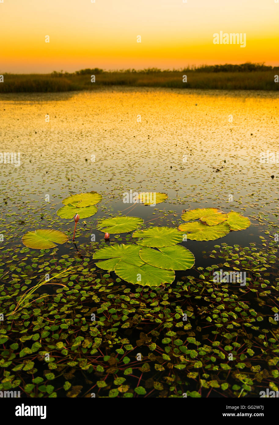 Lily pads on the water in the Chobe River, Botswana, Africa at sunset Stock Photo