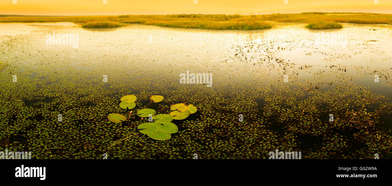 Water lily pads on the water in the Chobe River, Botswana, Africa at sunset Stock Photo