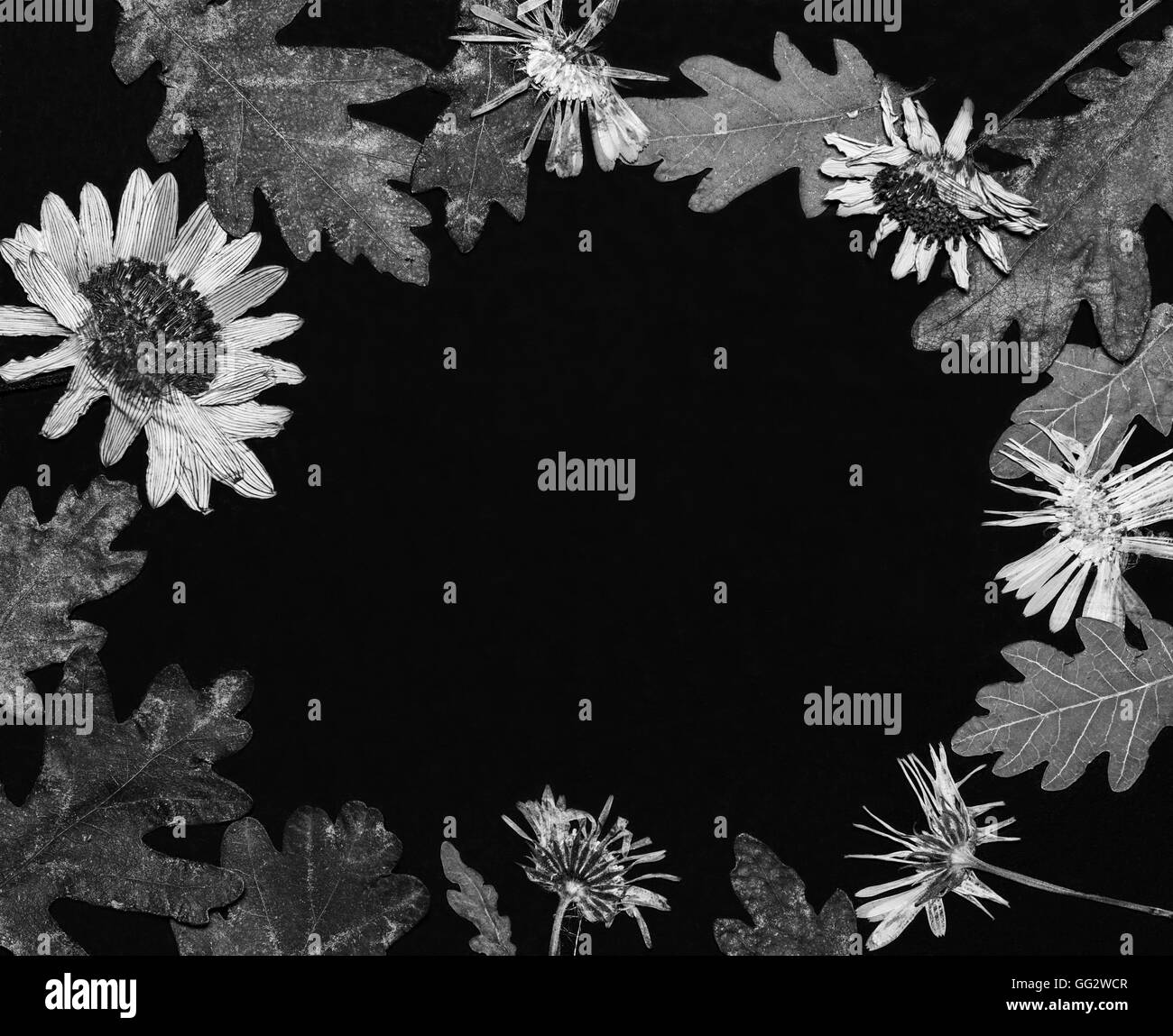 Decorative composition flowers Black and White Stock Photos & Images ...