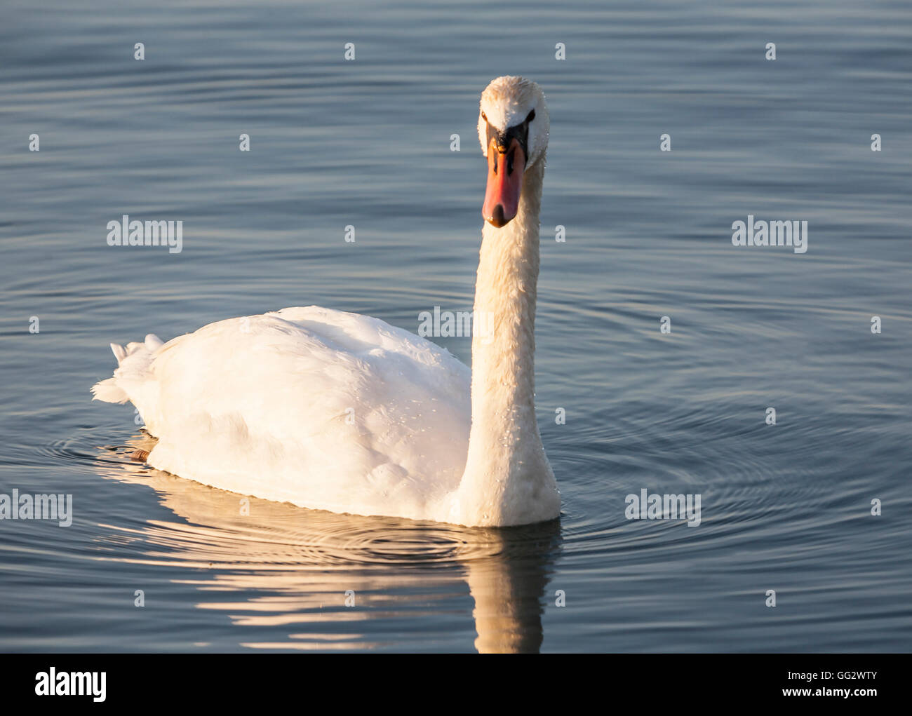 bird swan swimming closeup Stock Photo