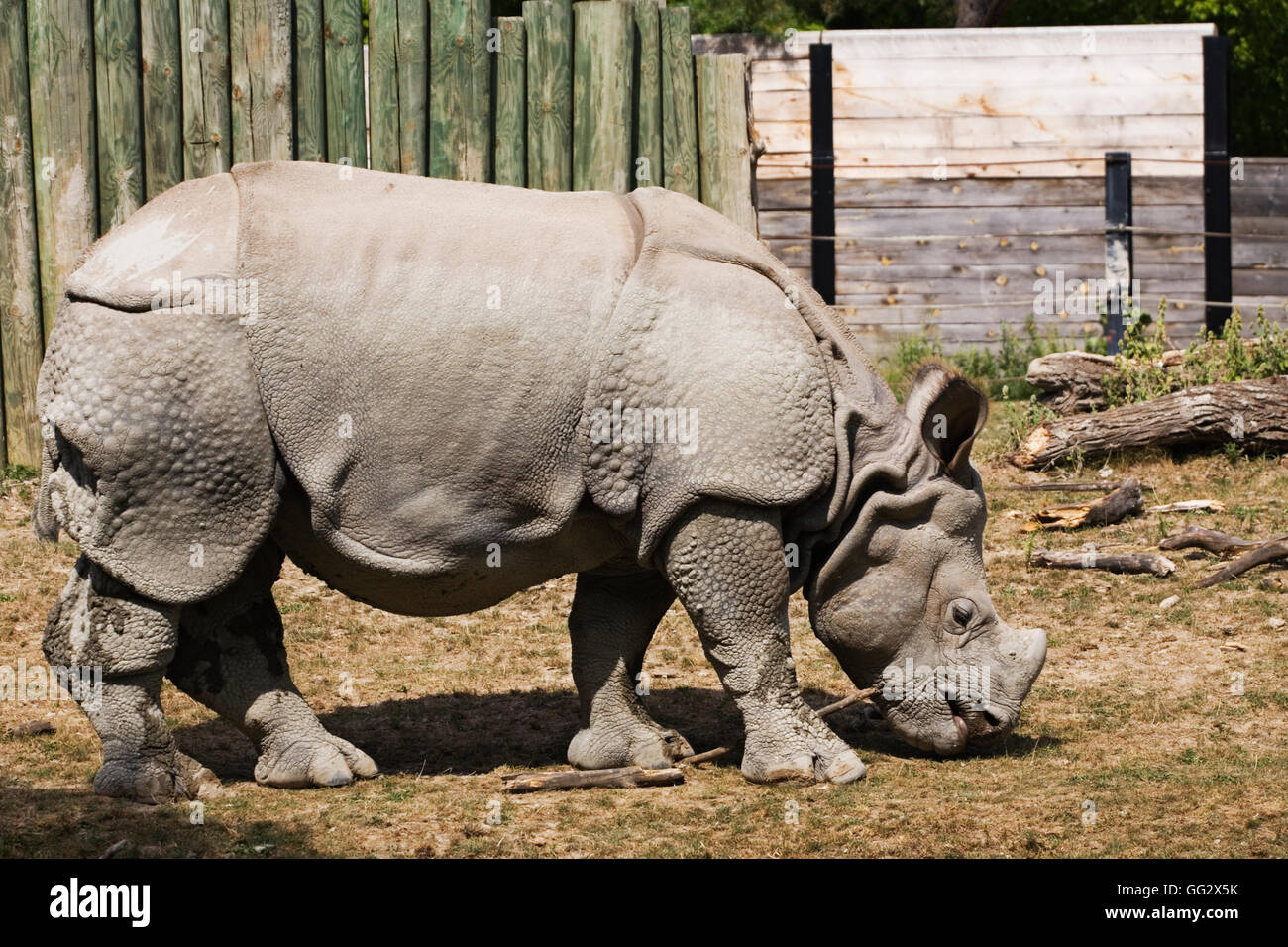 Toronto High Park Zoo Animal Stock Photo Alamy