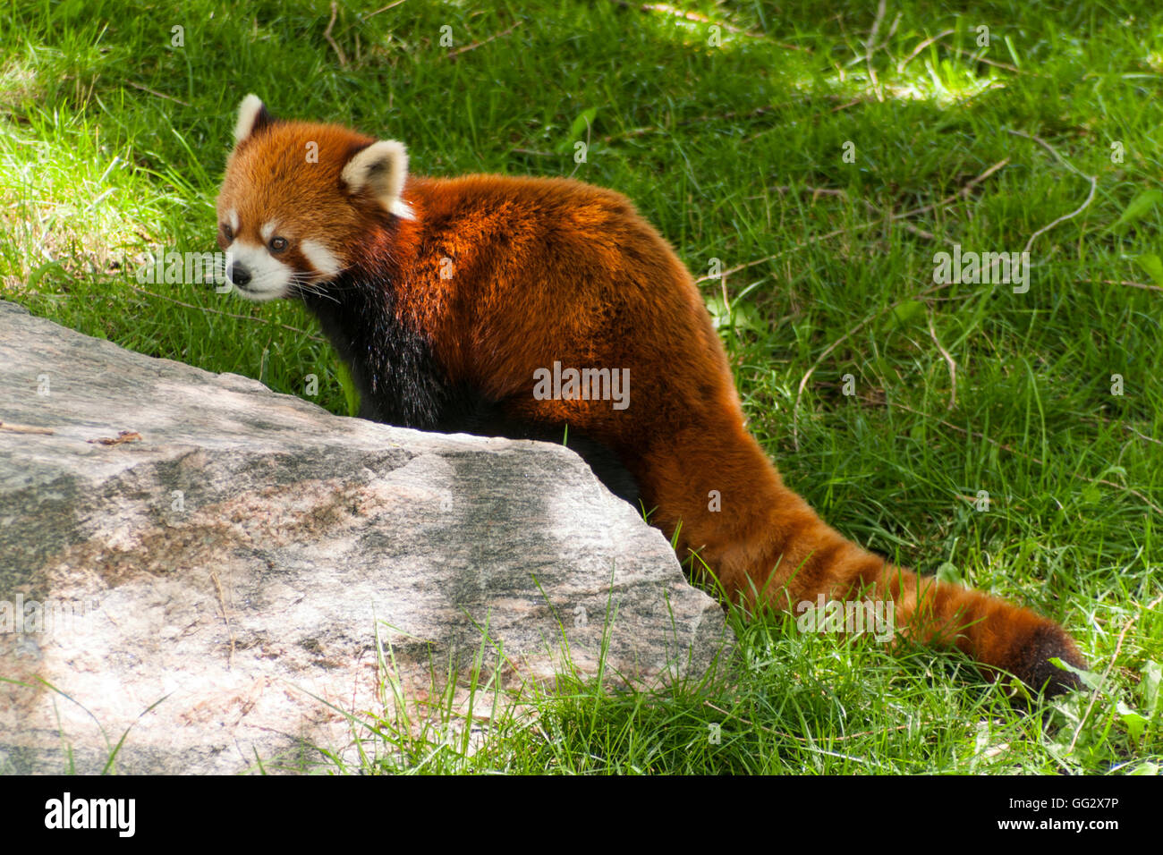 Toronto High Park Zoo Animal red panda Stock Photo - Alamy