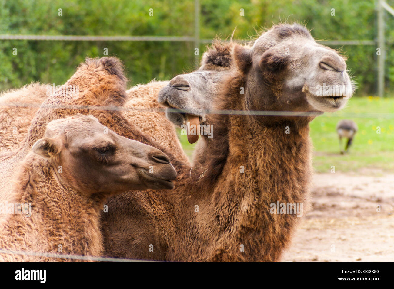 Animal camels hires stock photography and images Alamy