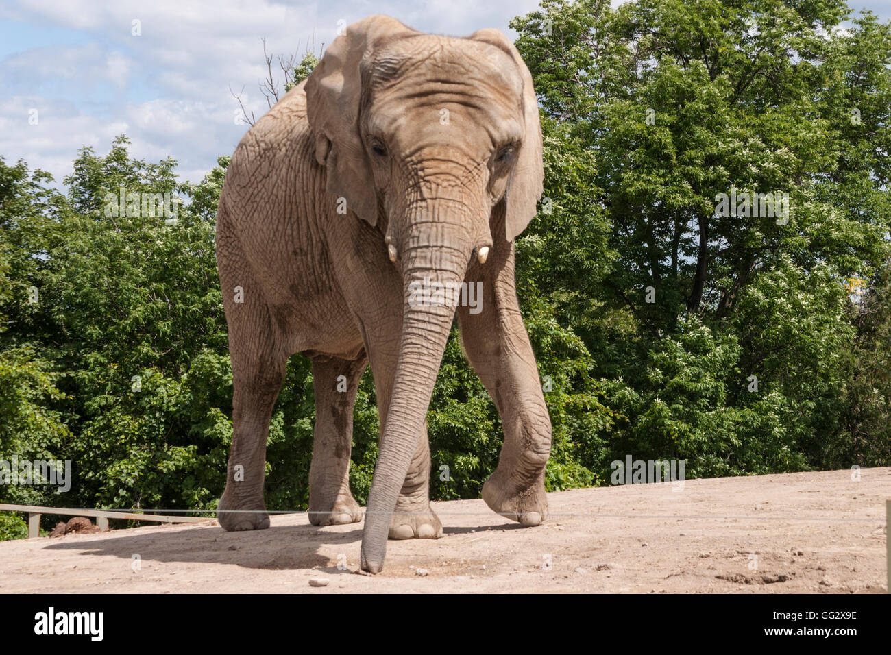 Toronto High Park Zoo Animal Stock Photo Alamy