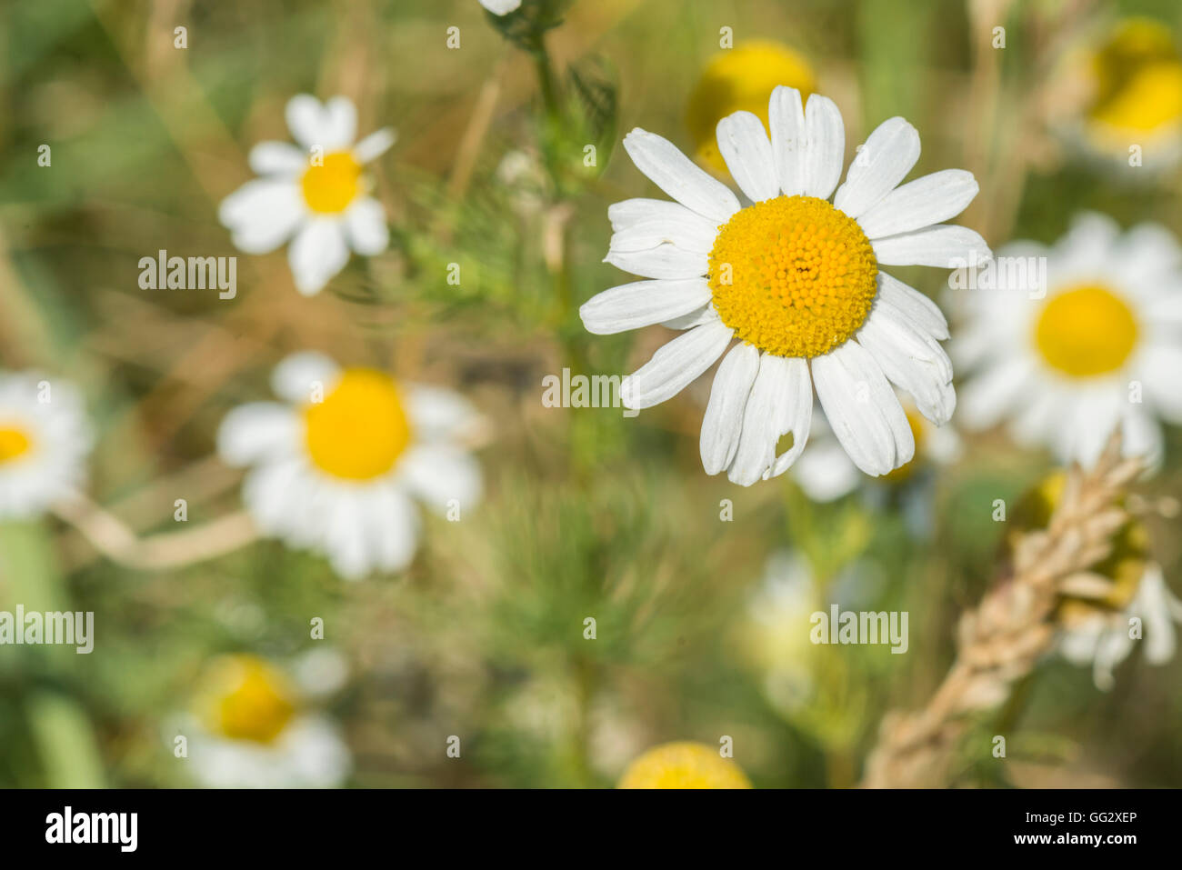 Closeup of mayweed flower on green grass outdoor Stock Photo