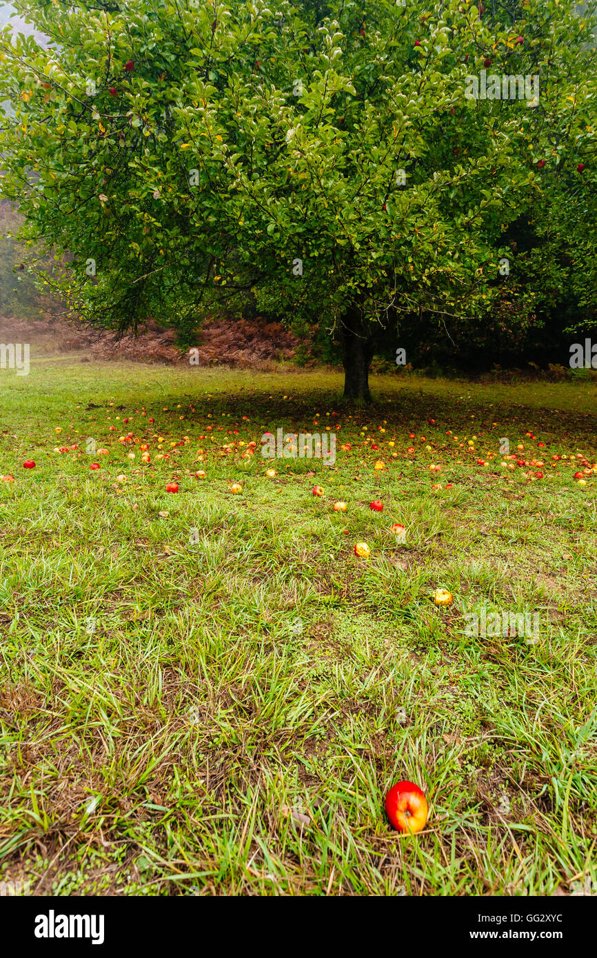 apples-have-fallen-stock-photo-alamy