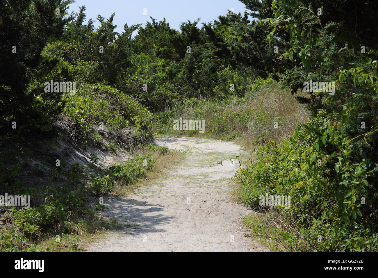Sandy pathway trough dunes, trees and vegetation Stock Photo