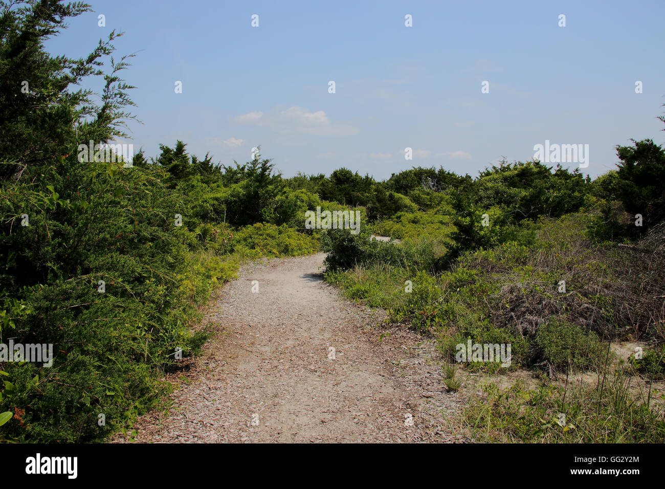 Sandy pathway trough dunes, trees and vegetation Stock Photo