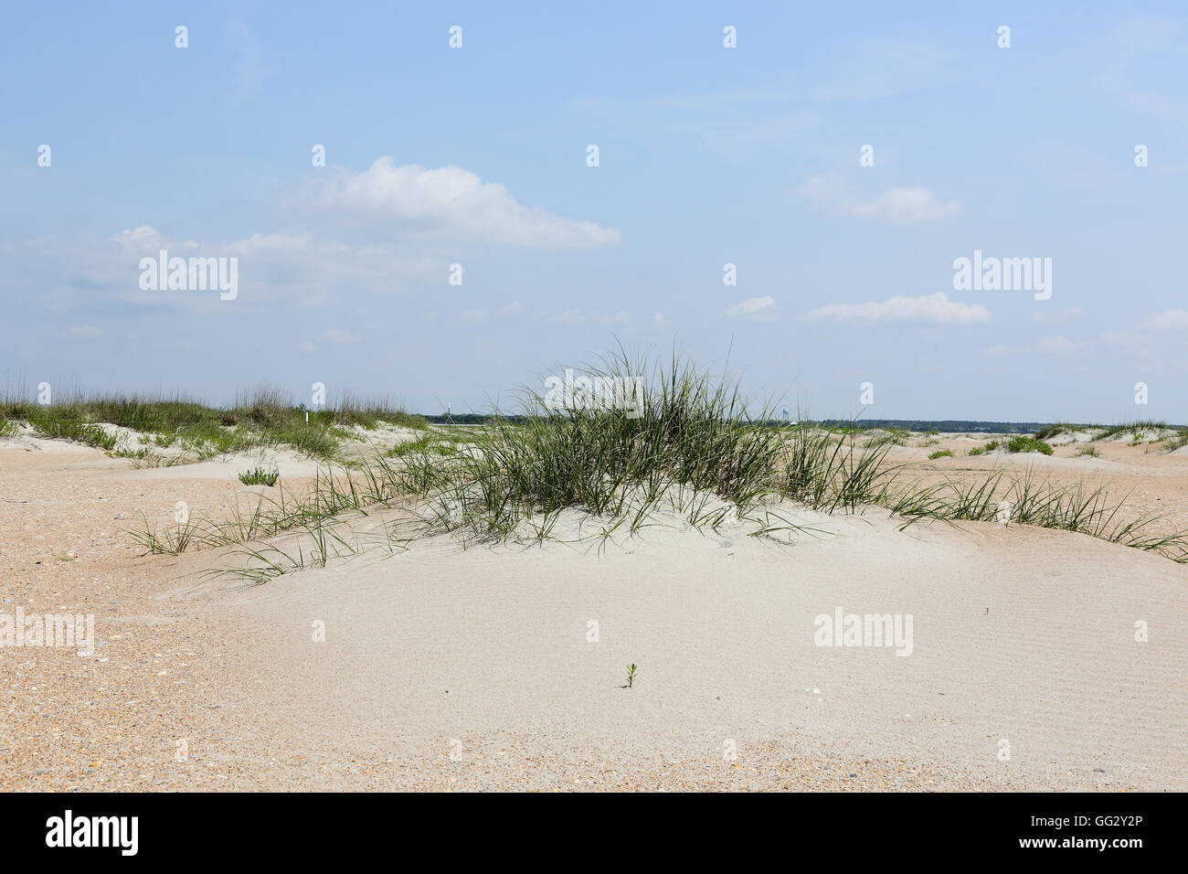 Grasses and small dunes on a beach Stock Photo