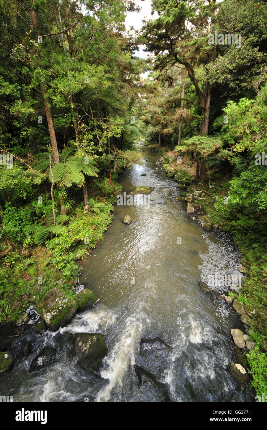 Hatea river Whangarei forest native Stock Photo