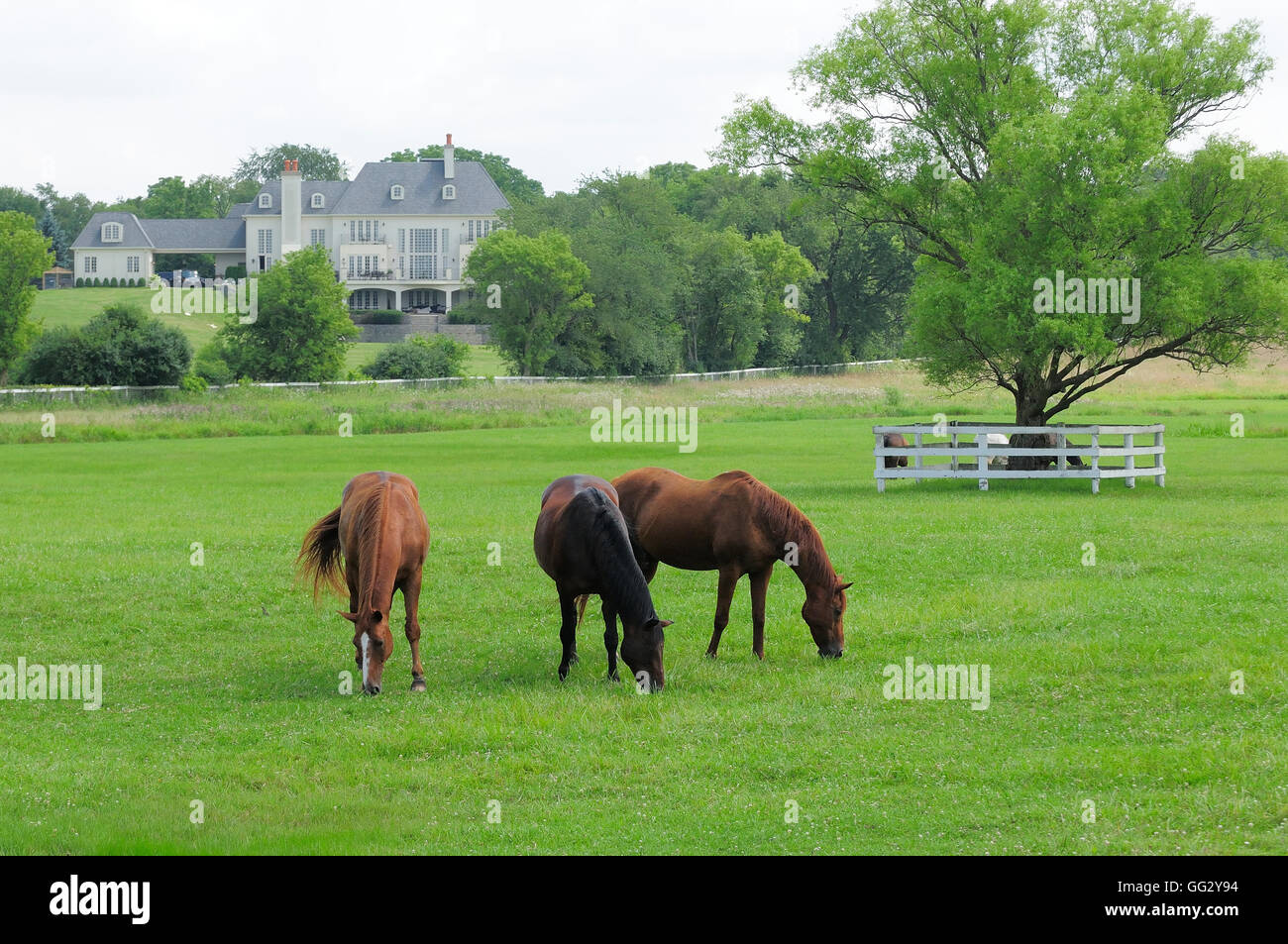 Horses grazing in pasture next to mansion. Stock Photo