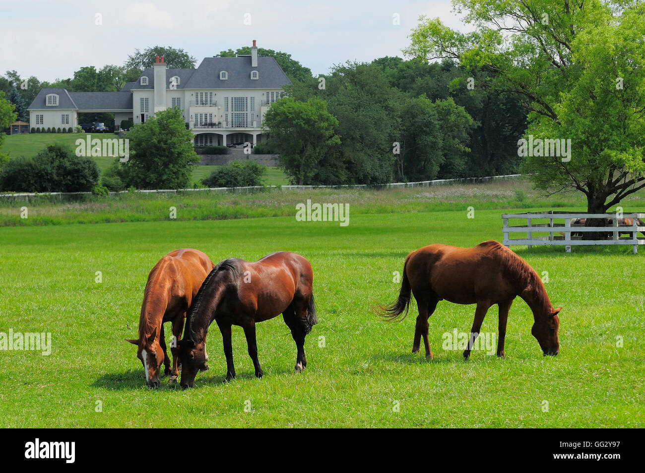 Horses grazing in pasture next to mansion Stock Photo Alamy