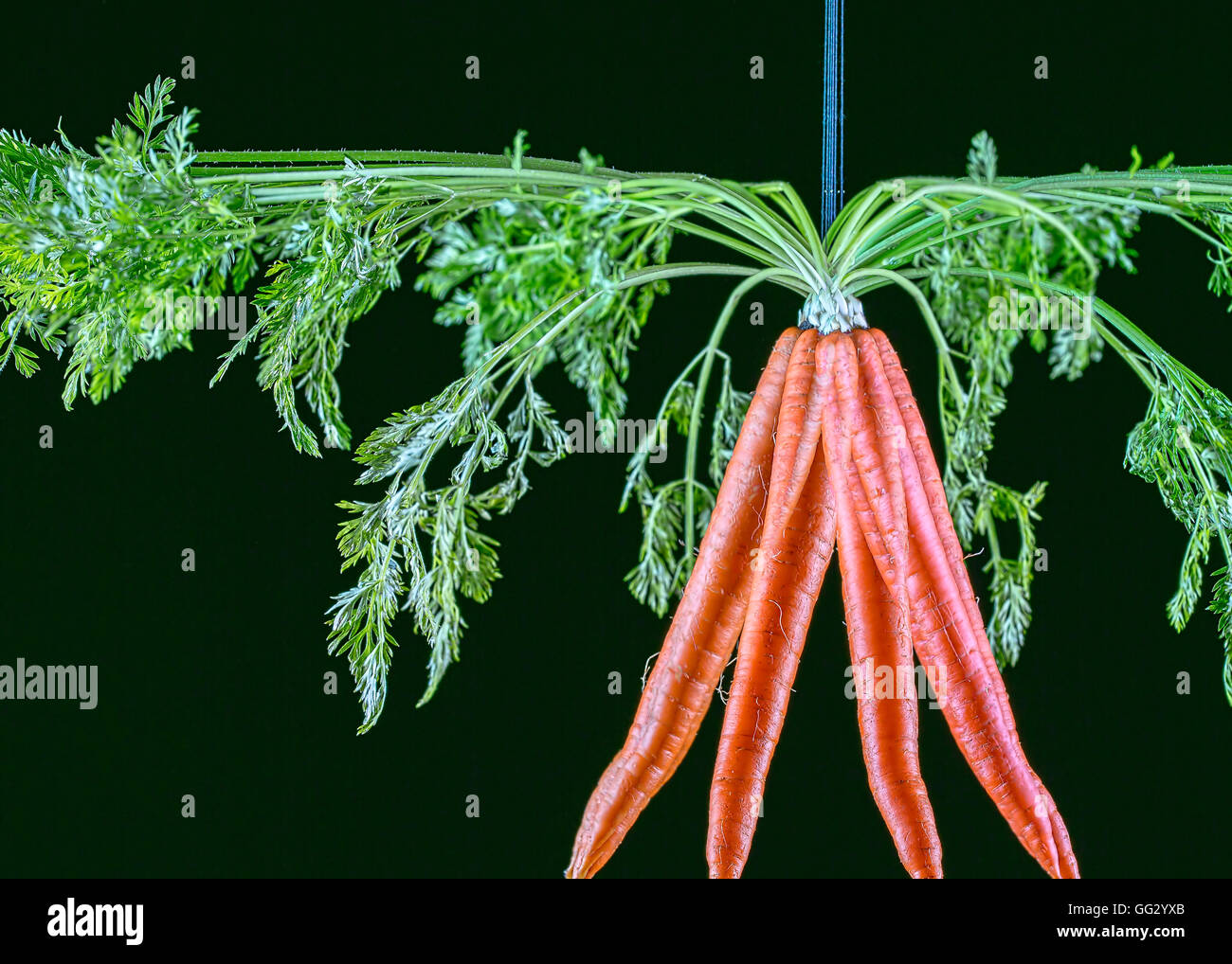 Fine Art image of single carrot spinning.  Multiple exposure. Stock Photo
