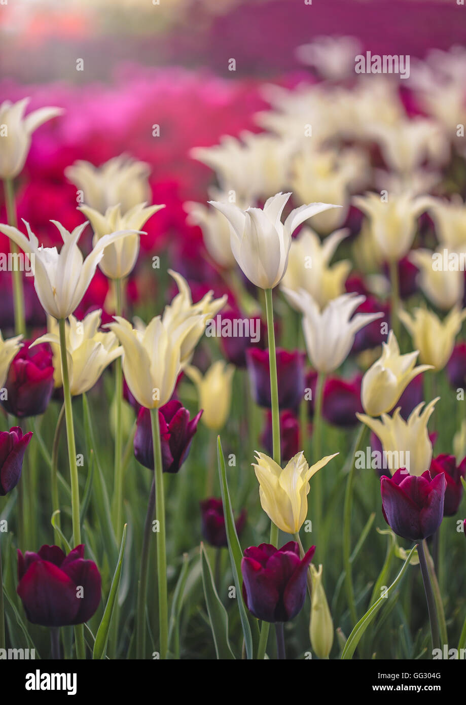 White and violet tulips field close up, single flower in selective focus Stock Photo
