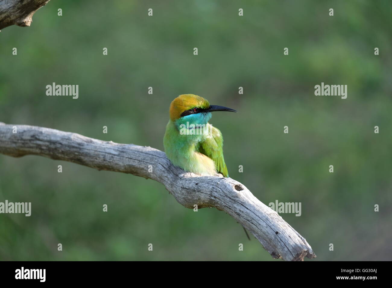 Little green bee eater hi-res stock photography and images - Alamy