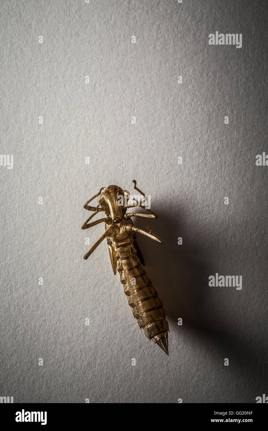 Dragonfly exuvia. Stock Photo