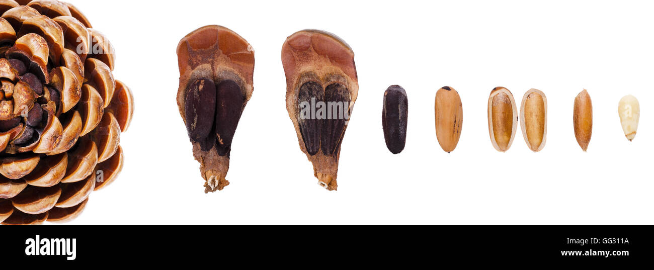 Pine cone seeds hires stock photography and images Alamy