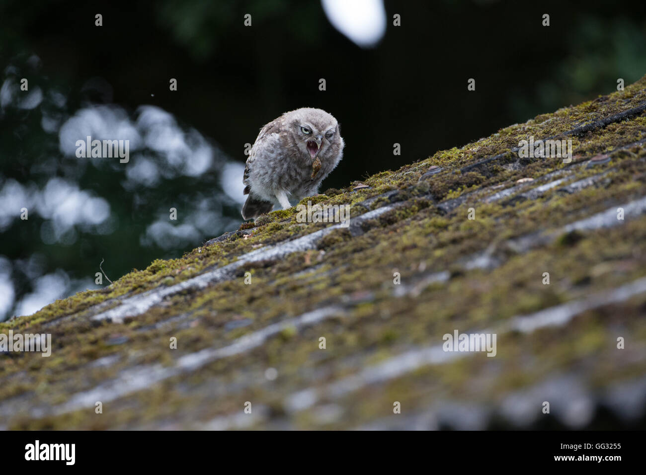 Little owlet regurgitating a pellet. Stock Photo