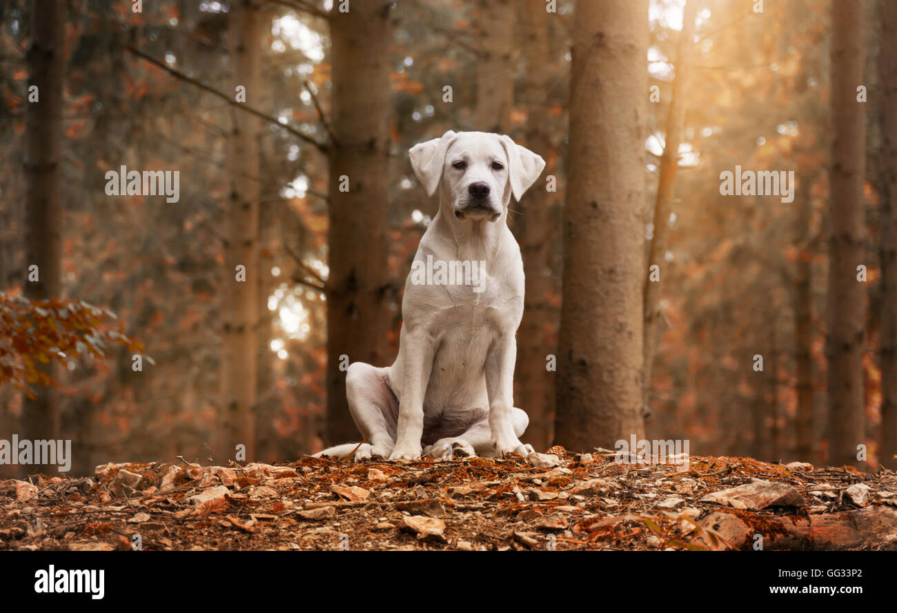 White Labrador dog sitting in the forest in an autumn walk - puppy love Stock Photo