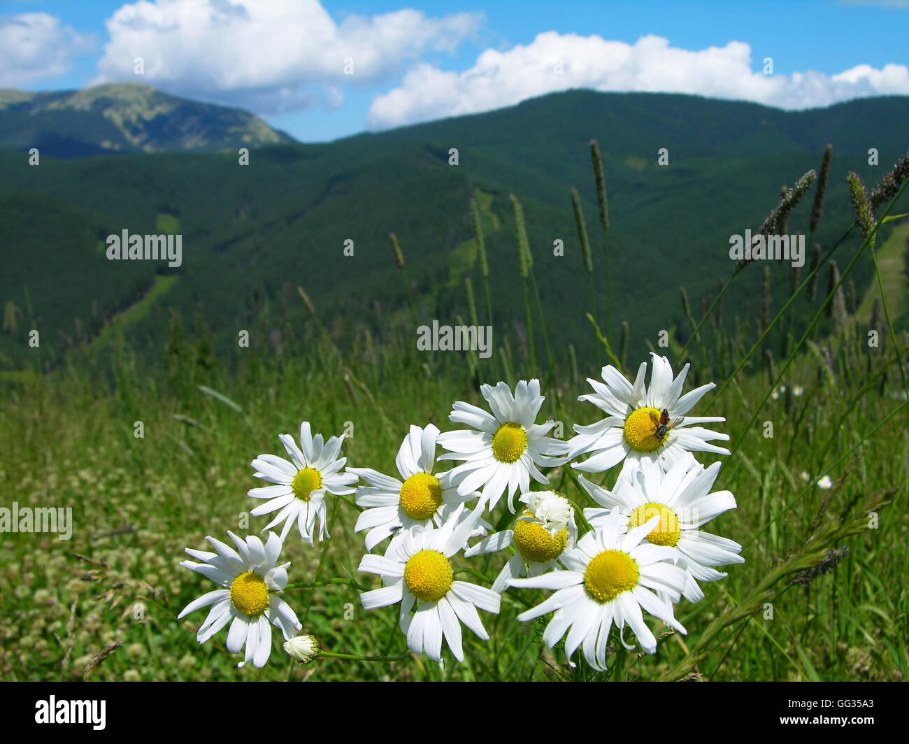Daisies in Carpathian mountains, Ukraine Stock Photo