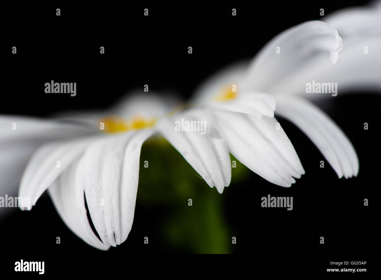 White daisy flower on black background Stock Photo - Alamy