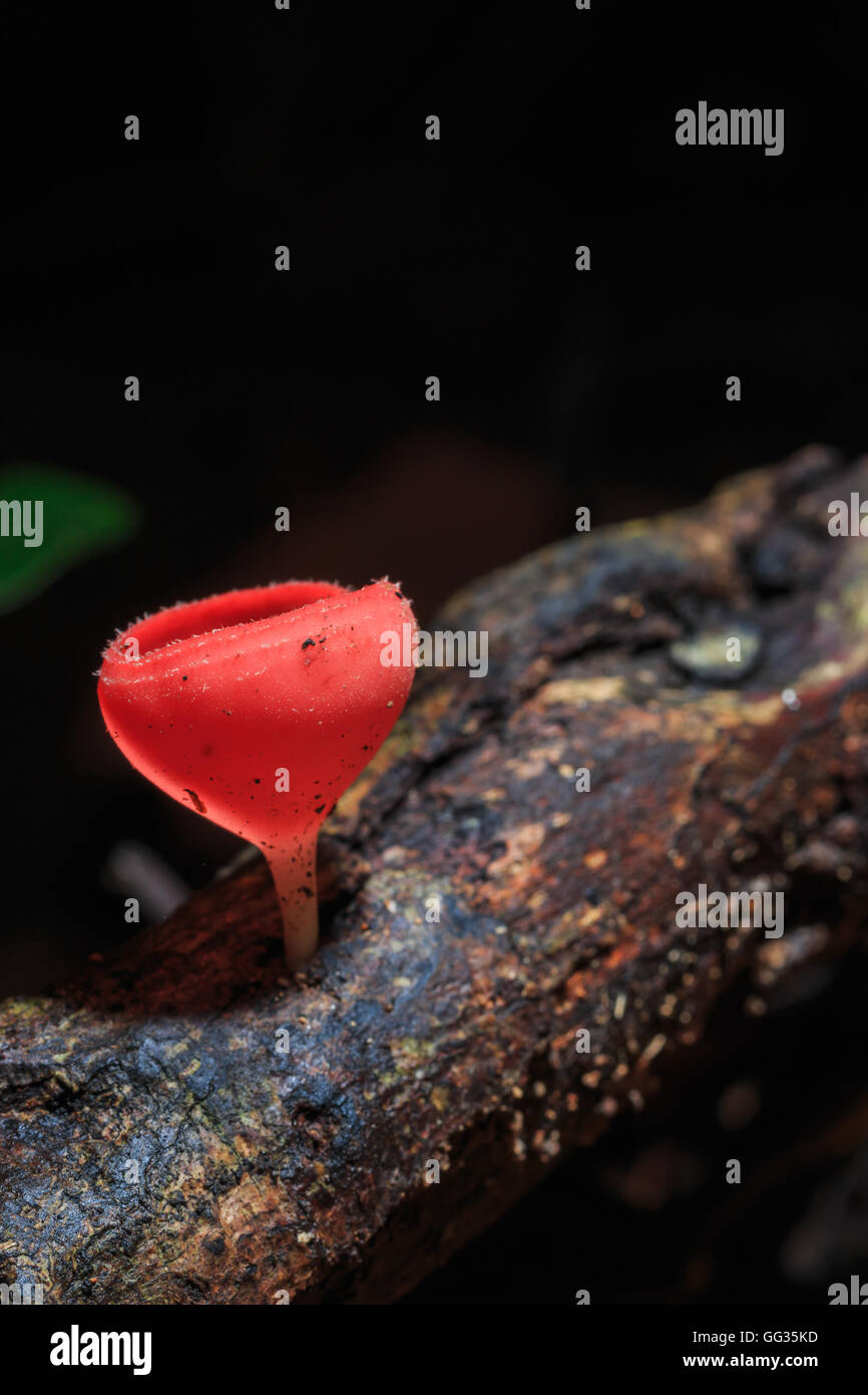 Champagne mushroom or Orange mushroom in rain forest, Saraburi Thailand. Stock Photo