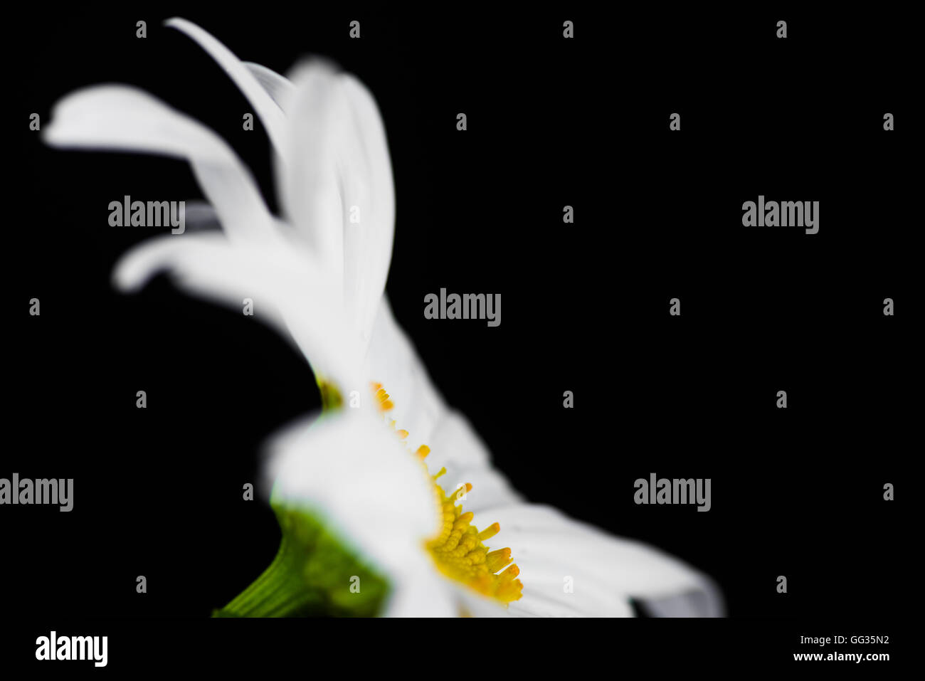 White daisy flower on black background Stock Photo - Alamy