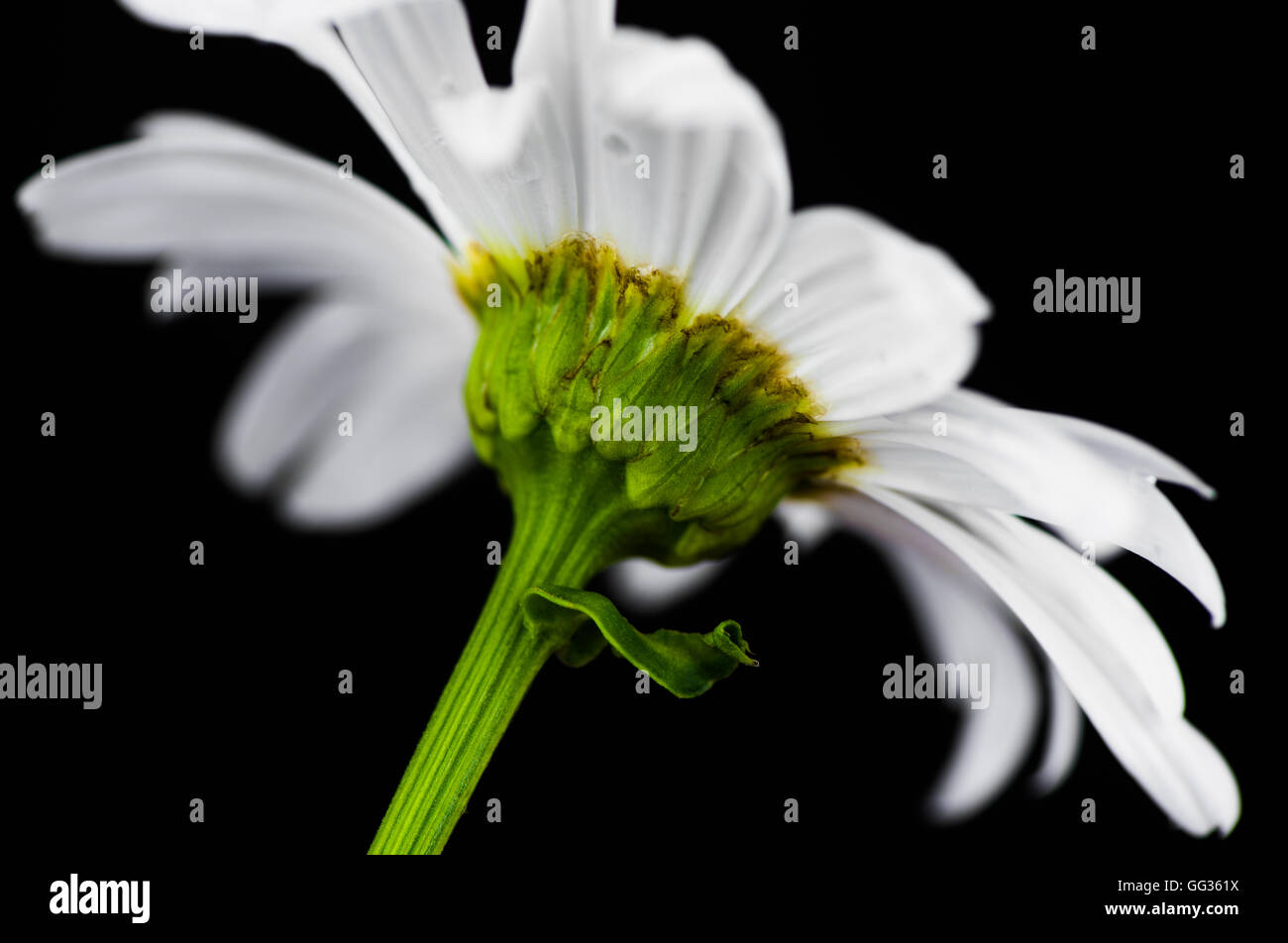 White daisy flower on black background Stock Photo - Alamy