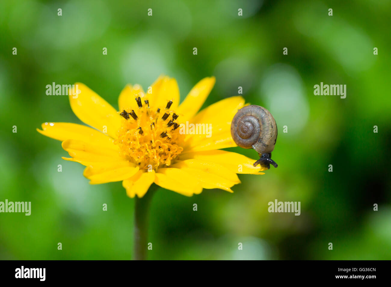 Baby snail eating plant hires stock photography and images Alamy