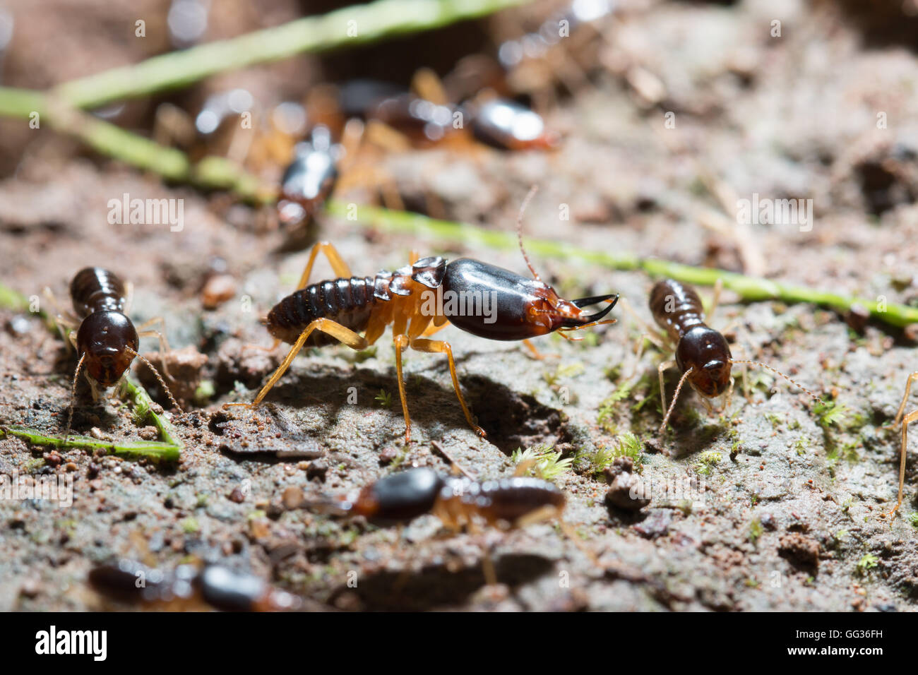 security soldier termites with worker termites on the forest floor in Saraburi thailand. Shallow DOF Stock Photo
