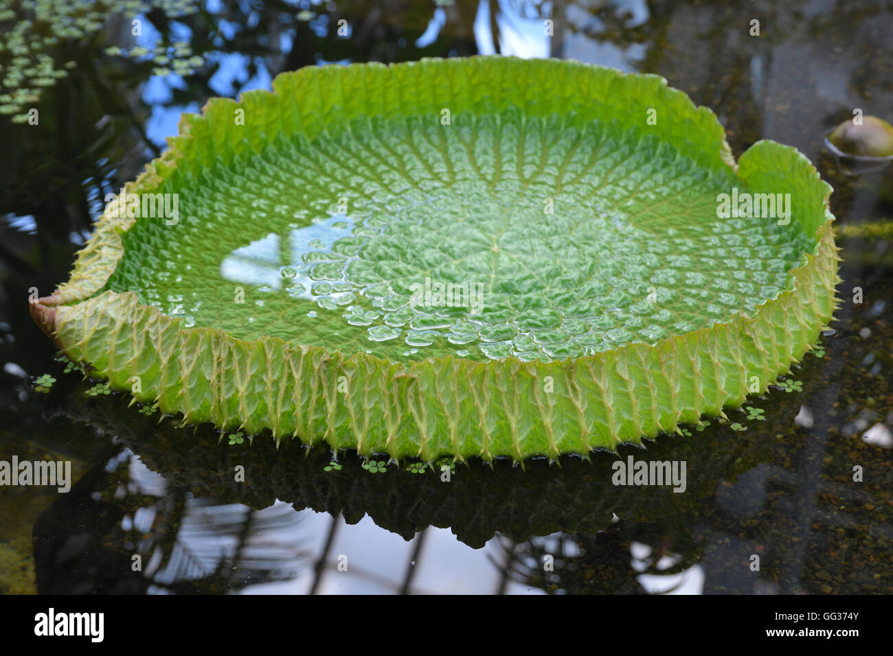 Victoria amazonica is a species of flowering plant, the largest of the Nymphaeaceae family of water lilies. Stock Photo