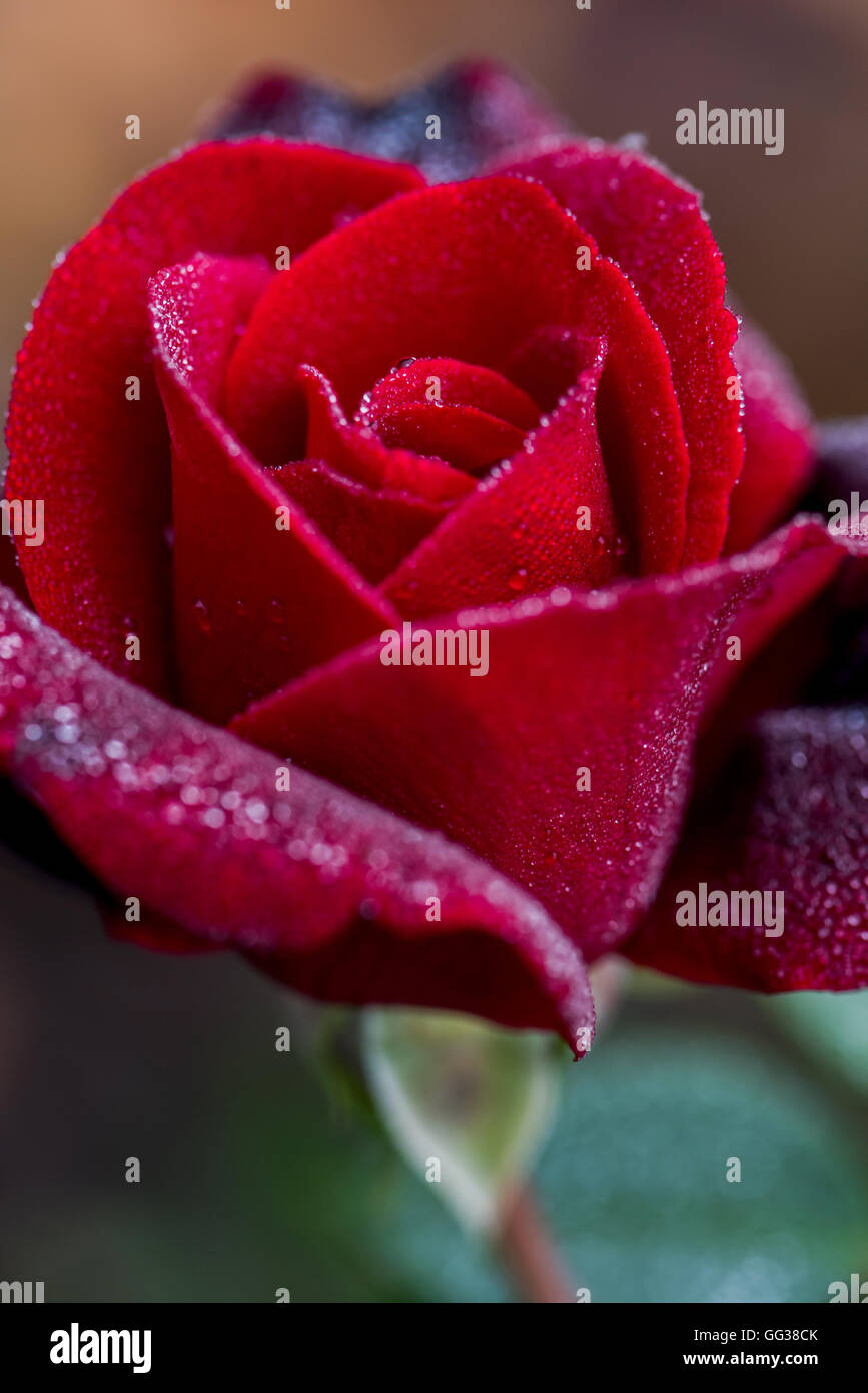close up macro shot of a wet red rose Stock Photo - Alamy