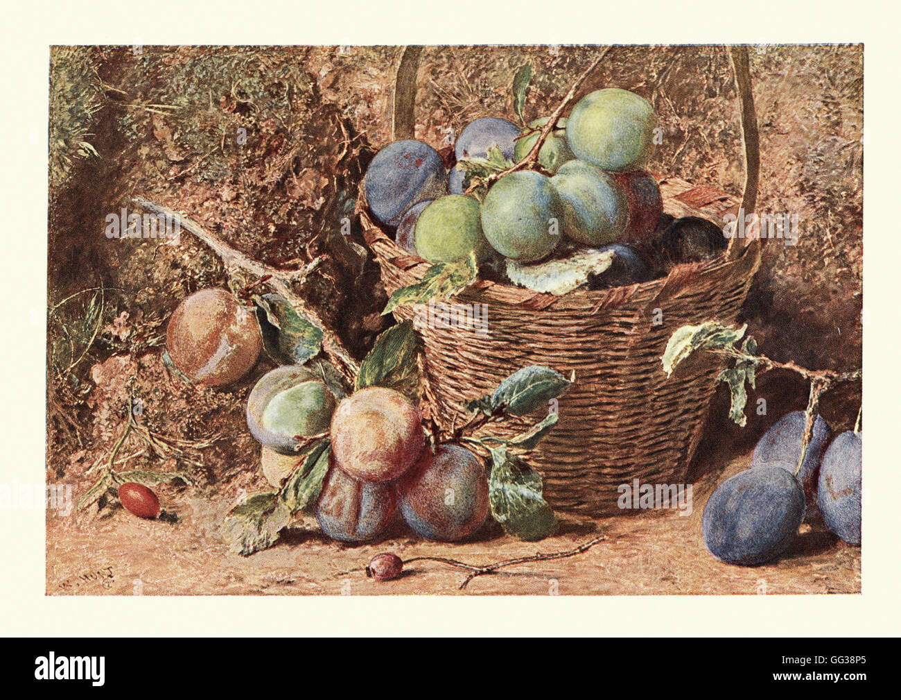 Plums, Still Life, after the watercolour by William Henry Hunt Stock