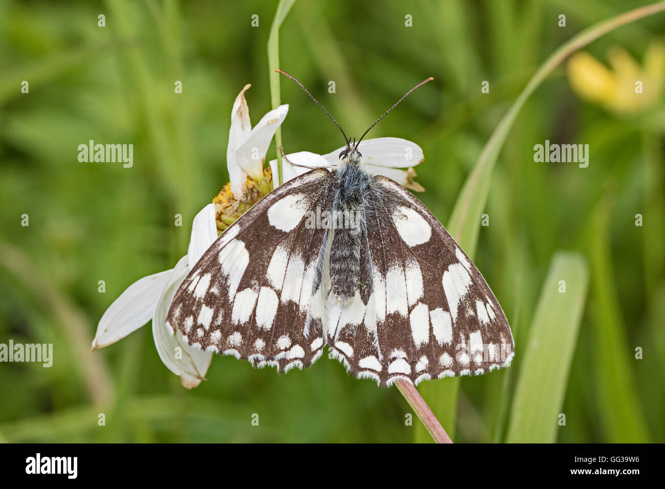 Marbled White  (Melanargia galathea) Stock Photo