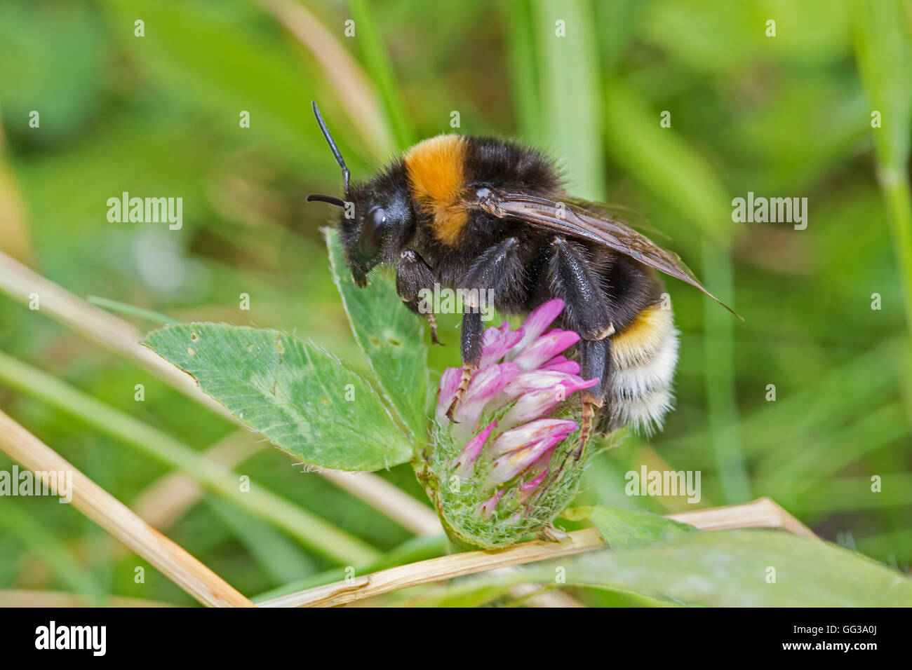 Vestal Cuckoo Bee on red clover Stock Photo